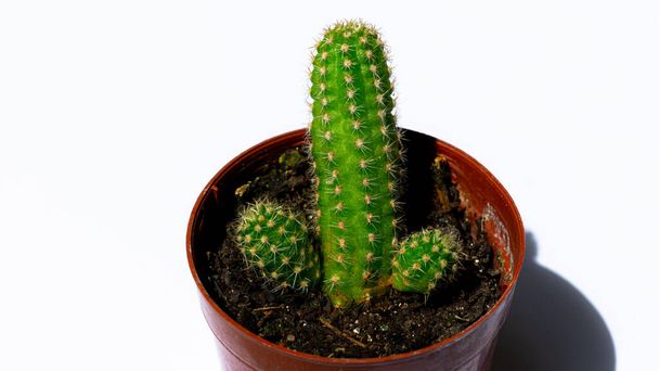 Photographs of green mini cacti, planted in a small brown plastic pot, with a white background - Photo, Image