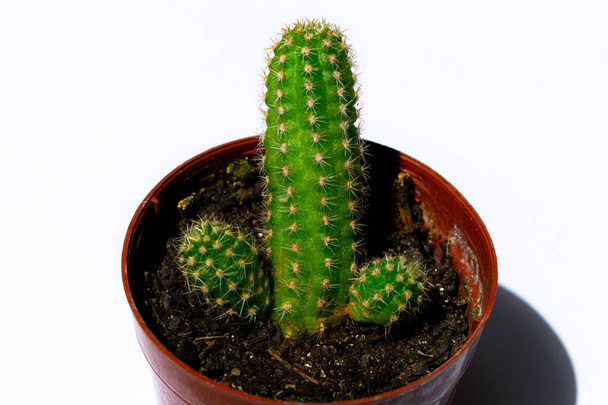 Fényképek zöld mini kaktuszok, ültetett egy kis barna műanyag edény, fehér háttérrel - Fotó, kép
