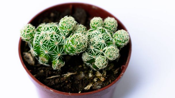 Photographs of green mini cacti, planted in a small brown plastic pot, with a white background - Photo, Image