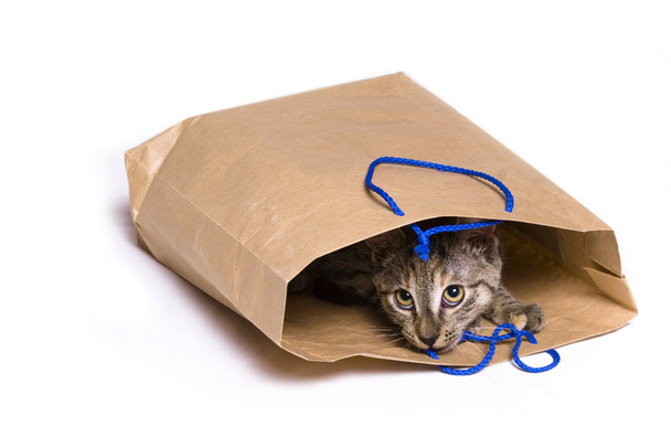 cat in a bag - Fotoğraf, Görsel