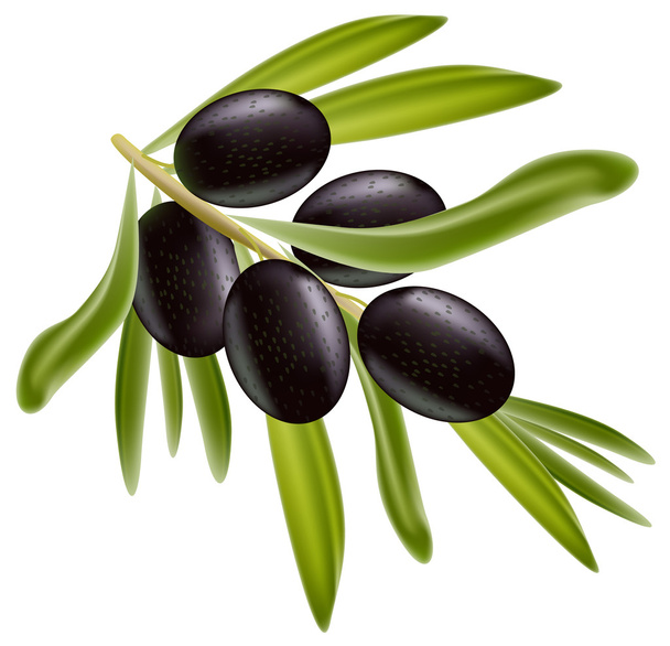 A branch of black olives. - Vector, Image