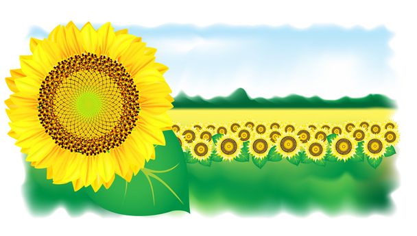 Sunflower and field. Vector illustration. - Vektör, Görsel