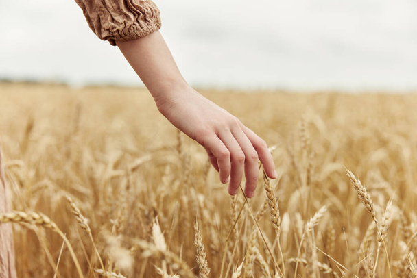 ruka zemědělce se týkala zrání pšeničných uší na počátku léta nekonečné pole - Fotografie, Obrázek