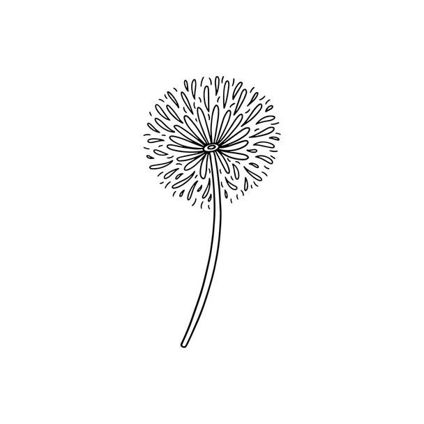 Hand drawn dandelion flower, garden plant in outline doodle style, vector illustration isolated on white background. - Vetor, Imagem