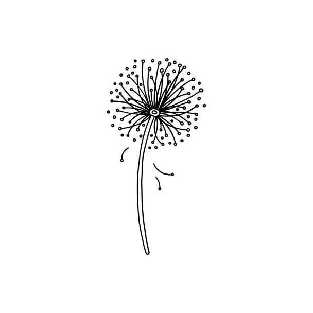Blooming dandelion spring flower with black lines, doodle vector illustration isolated on wihte background. - Vecteur, image