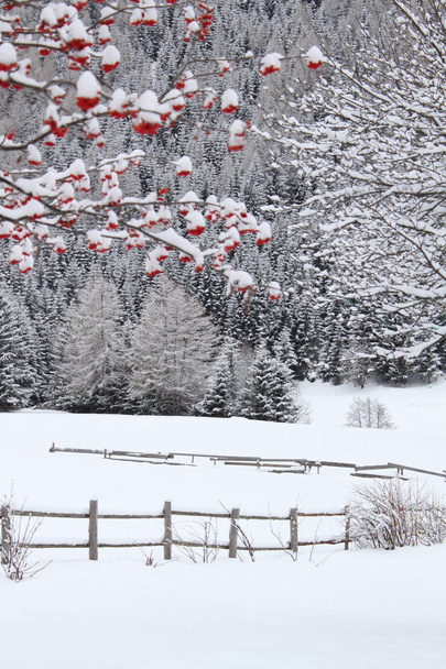 zimowy pejzaż z czerwone jagody - Zdjęcie, obraz