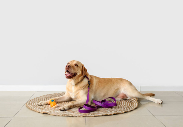 Funny Labrador dog with leash and toy lying near light wall - 写真・画像