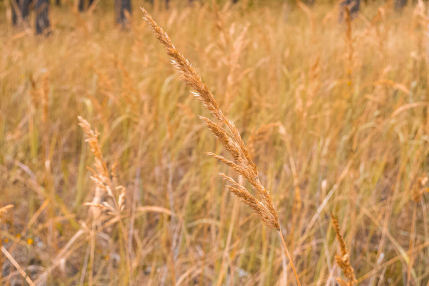 Закрыть каламагростик эпигехос, тростниковую траву осенью оранжевого цвета - Фото, изображение