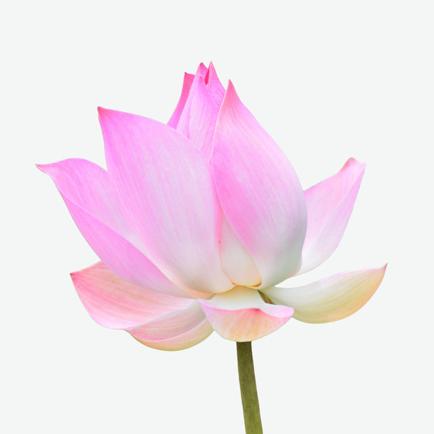 Lotusblüte - Foto, Bild