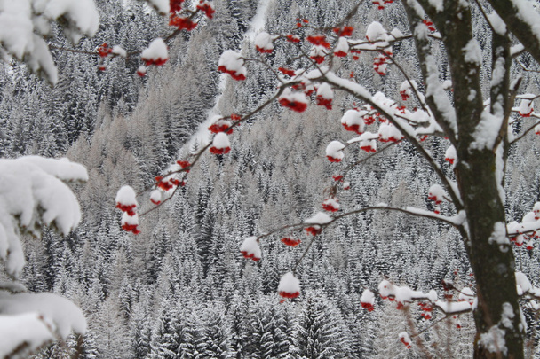 Paisaje invernal con bayas rojas
 - Foto, Imagen