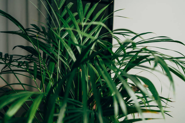 Hauspflanze in dunkelgrün steht in einer Wohnung - Foto, Bild