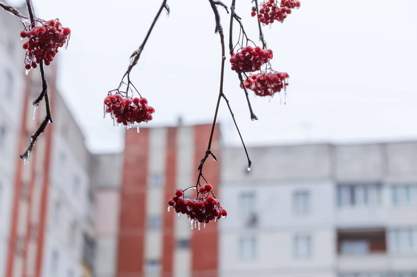 Висячие рябиновые ветви с кластерами спелых ягод, покрытых ледяной коркой после замерзающего дождя на размытом фоне многоэтажного здания и облачного неба - Фото, изображение