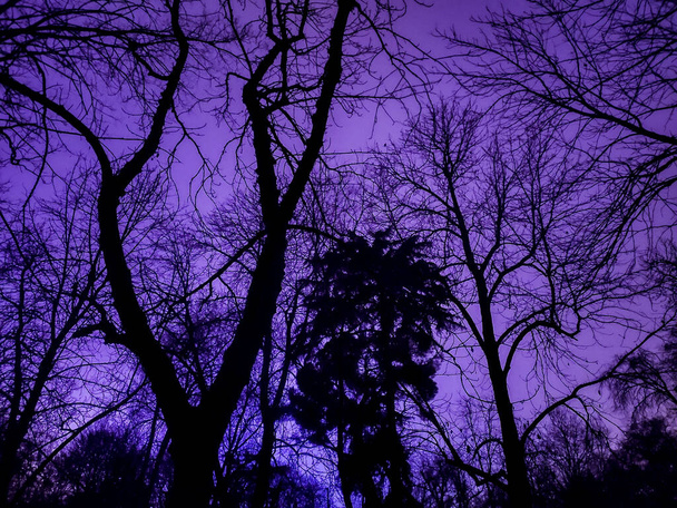 Terrifying purple sky with shadows from tree branches in Retiro Park in Madrid, Spain. Europe. Horizontal photography. - Foto, Imagem