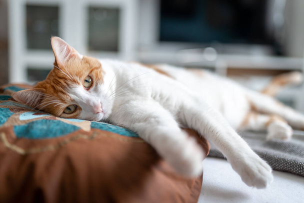 De cerca. gato marrón y blanco con ojos amarillos acostado en una almohada - Foto, Imagen
