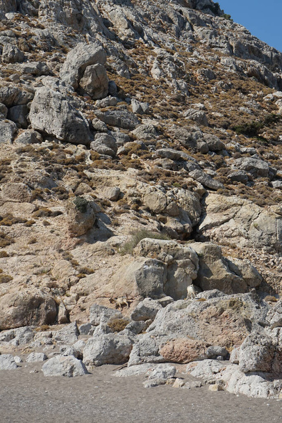 Wild mountain goats on the mountainside. Kolimpia, Rhodes, Greece   - Fotó, kép