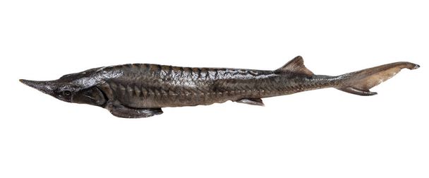 vista lateral de peixe esturjão fresco isolado no fundo branco - Foto, Imagem