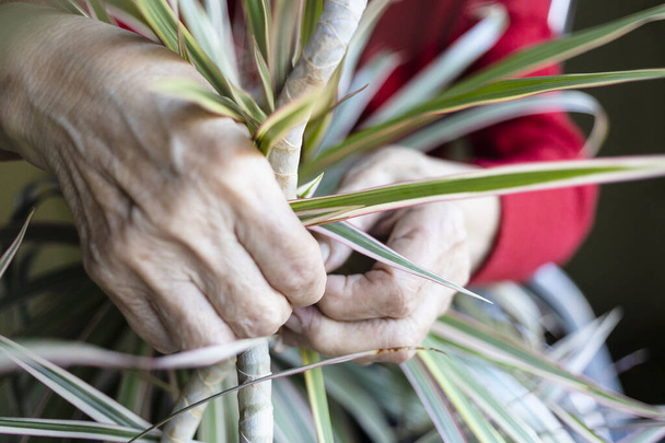 hands of old woman tying up trunk of houseplant close up - Foto, Bild