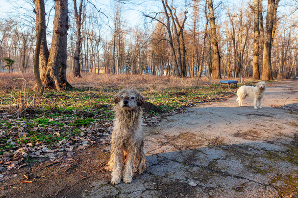 Hajléktalan állatok a parkban. Bozontos kutya portré. Kóbor kutyák a városi parkban  - Fotó, kép