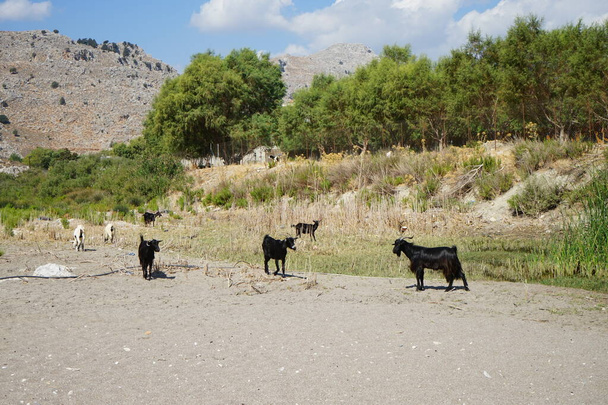 Wild mountain goats descended from the mountains to the watering hole. Kolympia, Rhodes, Greece     - Фото, изображение