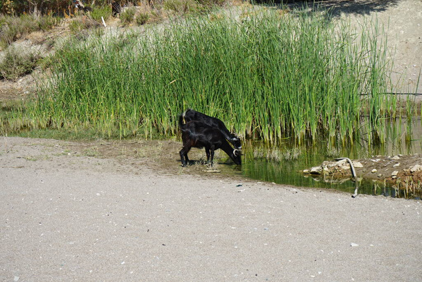 Divoké horské kozy sestupovaly z hor do vodní jámy. Kolympia, Rhodos, Řecko     - Fotografie, Obrázek