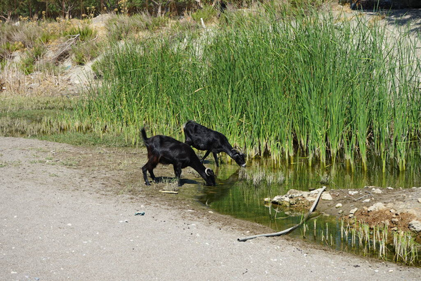 Dzikie kozły górskie zeszły z gór do wodopoju. Kolympia, Rodos, Grecja     - Zdjęcie, obraz