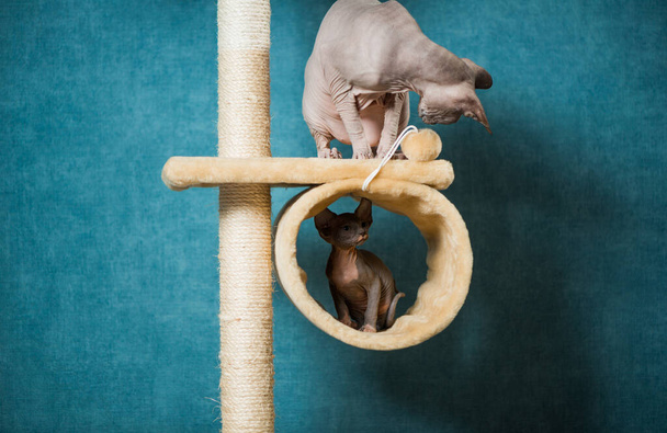 couple of sphinx cats playing on indoor equipment at blue wall background - Valokuva, kuva