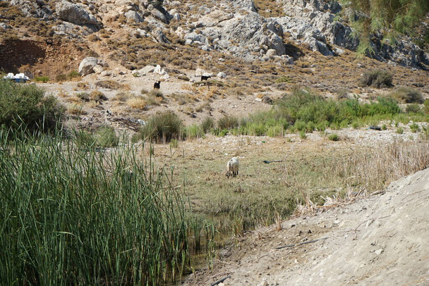 Dzikie kozły górskie zeszły z gór do wodopoju. Kolympia, Rodos, Grecja    - Zdjęcie, obraz