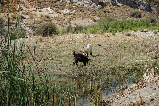 Divoké horské kozy sestupovaly z hor do vodní jámy. Kolympia, Rhodos, Řecko    - Fotografie, Obrázek