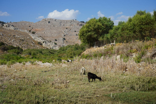 Divoké horské kozy sestupovaly z hor do vodní jámy. Kolympia, Rhodos, Řecko    - Fotografie, Obrázek