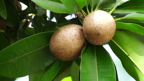Sapodilla fruit (Also called Manilkara zapota, sapota, chikoo, naseberry, sawo, nispero). The name "zapota" from the Spanish zapote ultimately derives from the Nahuatl word tzapoti. juicy and watery - Footage, Video