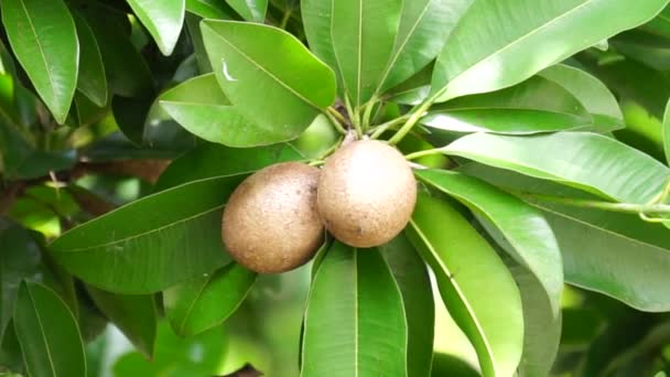 Плоды саподильи (также называемые манилькара сапота, сапота, чику, насеберри, саво, нисперо). Название "сапота" от испанского сапота в конечном итоге происходит от науатльского слова tzapoti. сочный и водянистый - Кадры, видео