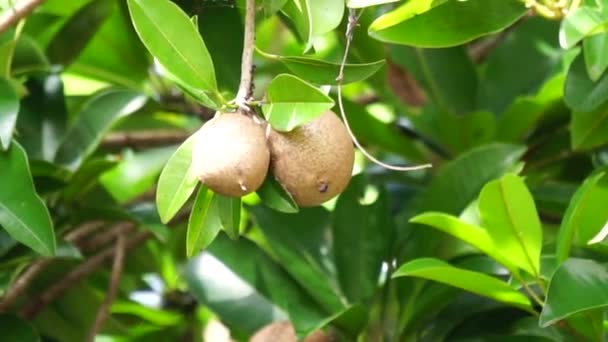 Sapodilla fruit (Also called Manilkara zapota, sapota, chikoo, naseberry, sawo, nispero). The name "zapota" from the Spanish zapote ultimately derives from the Nahuatl word tzapoti. juicy and watery - Filmati, video