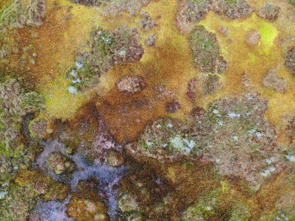 herfstmoeras is veelkleurig nabij een bosmeer met spiegelwater. Luchtdrone - Foto, afbeelding