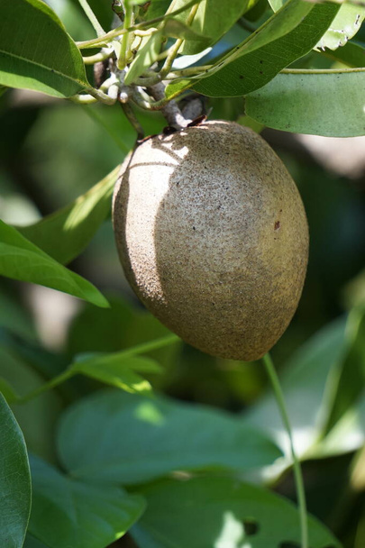 Sapodilla fruit (Επίσης ονομάζεται Manilkara zapota, sapota, chikoo, naseberry, sawo, nispero). Το όνομα "zapota" από την ισπανική zapote προέρχεται τελικά από τη λέξη nahuatl tzapoti. ζουμερά και υγρά - Φωτογραφία, εικόνα