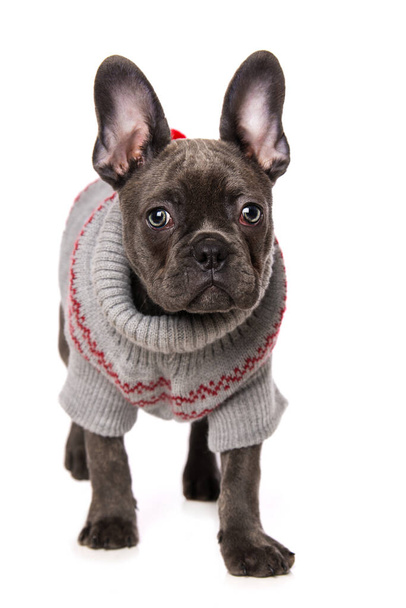French bulldog puppy with coat isolated on white background - Foto, immagini