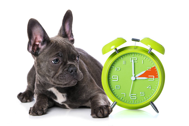 French bulldog puppy with a alarm clock - Фото, изображение