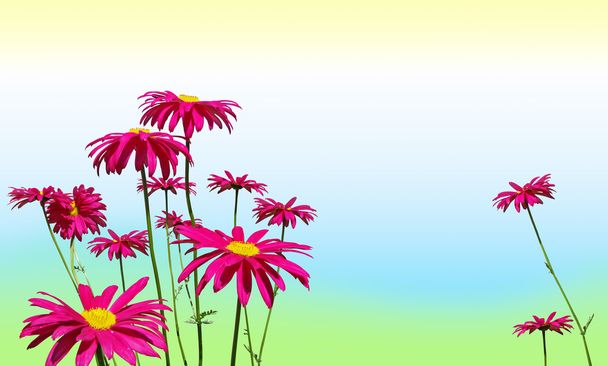 Pink daisy flowers on pastel colors - Foto, afbeelding