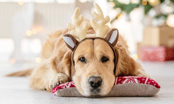 Golden retriever dog in Christmas time - 写真・画像