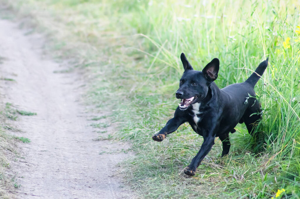 Schwarzer Terrier springt aus hohem Gras - Foto, Bild