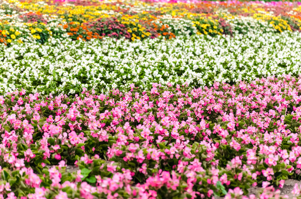 Colorful begonia flower bed - 写真・画像