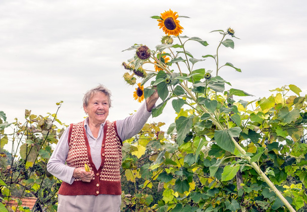 Feliz mujer mayor sosteniendo una planta de girasol
 - Foto, imagen