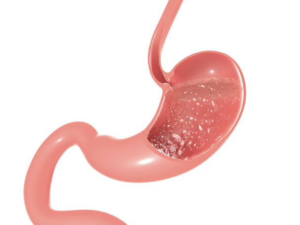 3D illustratie van de anatomie van de menselijke maag en darm. Lege sectie met het interieur van de spijsvertering. - Foto, afbeelding