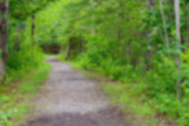 Background blur of a wide path through a green forest in summer. - Photo, Image