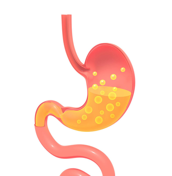 Illustration 3D de l'estomac montrant l'intérieur faisant la digestion avec des gaz. Représentation plate avec volume vide, silhouette isolée reposant sur le sol avec ombre. - Photo, image