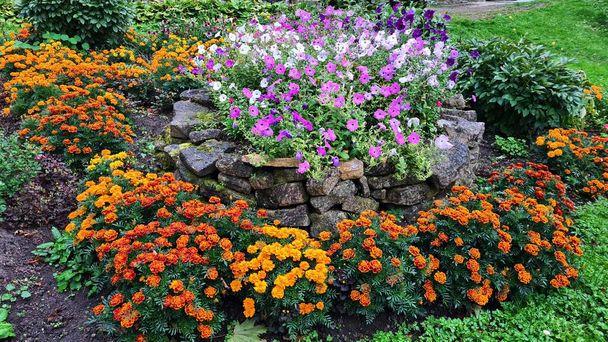 Маленькі кущі різнокольорових квітів радують жителів посеред осені
 - Фото, зображення
