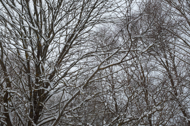 Зимний пейзаж. Заснеженные деревья в зимнем лесу. Зимние деревья заземляли серое небо. Зимний фон для плаката, календаря, поста, скриншота, обоев, открытки, баннера, обложки - Фото, изображение