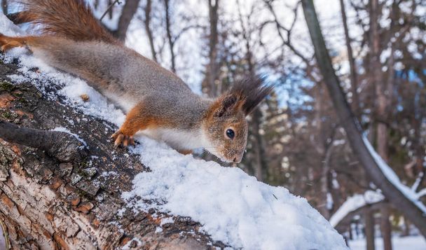 Squirrel in winter sits on a tree trunk with snow. Eurasian red squirrel, Sciurus vulgaris, sitting on branch covered in snow in winter. - Fotografie, Obrázek