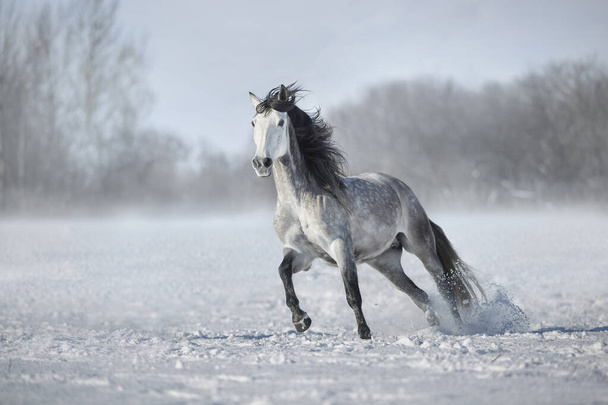 Gray andalusian  horse free run in snow winter landscape on sunny day - Foto, Imagen