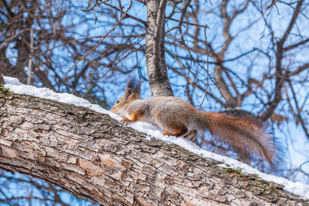 Squirrel in winter sits on a tree trunk with snow. Eurasian red squirrel, Sciurus vulgaris, sitting on branch covered in snow in winter. - Fotó, kép