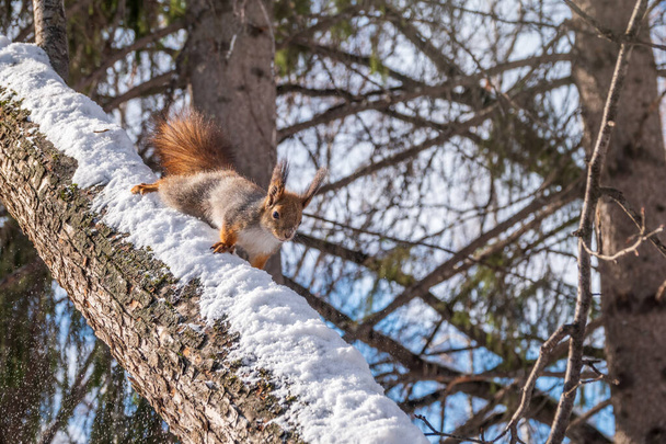 Squirrel in winter sits on a tree trunk with snow. Eurasian red squirrel, Sciurus vulgaris, sitting on branch covered in snow in winter. - Foto, afbeelding